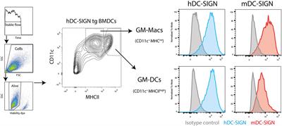 Mouse DC-SIGN/CD209a as Target for Antigen Delivery and Adaptive Immunity